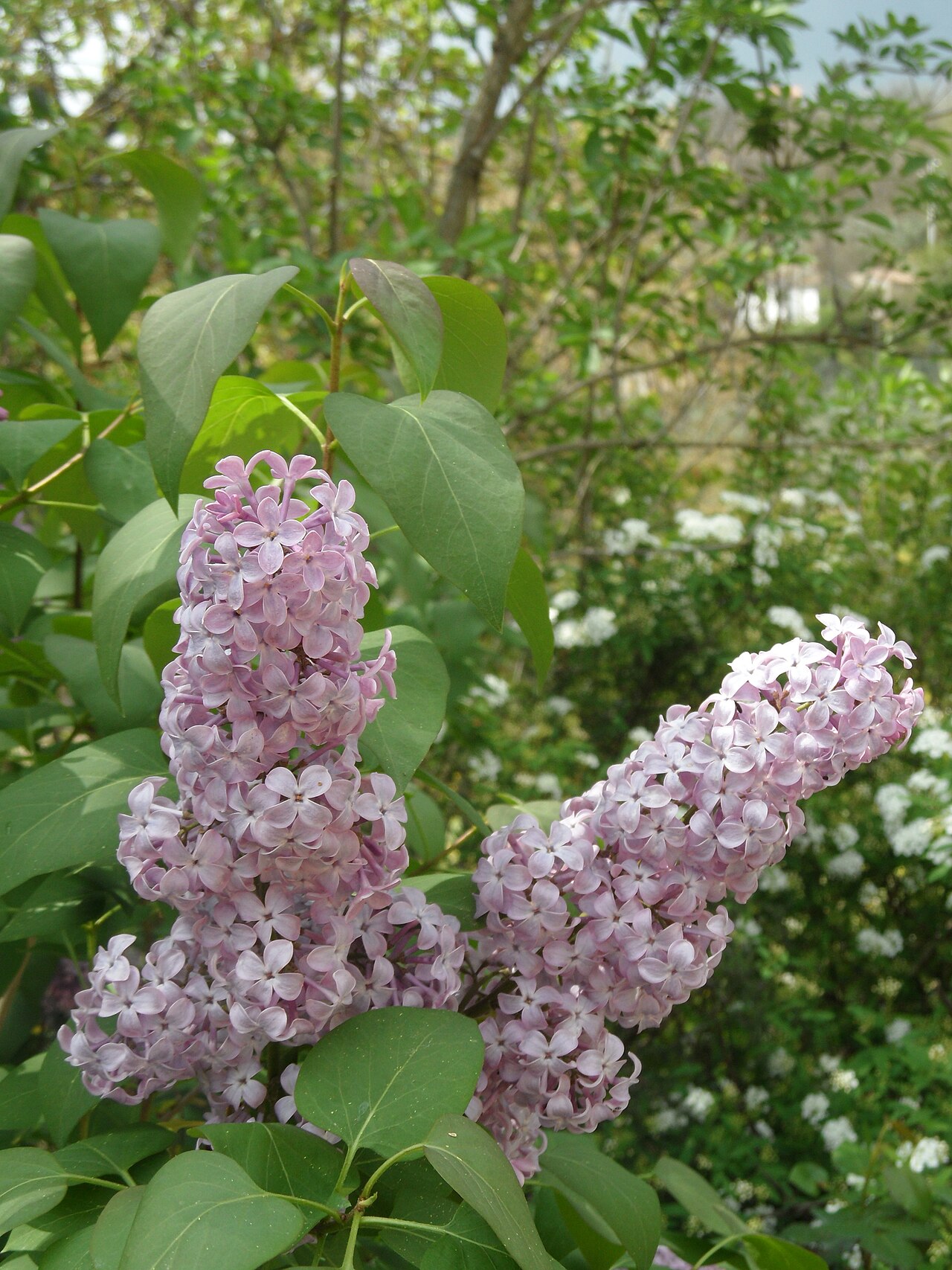 Syringa oblata, Early lilac — upright deciduous (Oleaceae) (image 3 of 9)