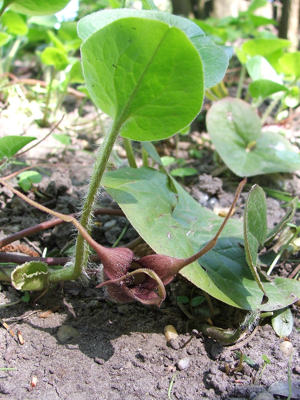 Asarum caudatum (Wild Ginger) (alternate view 6)