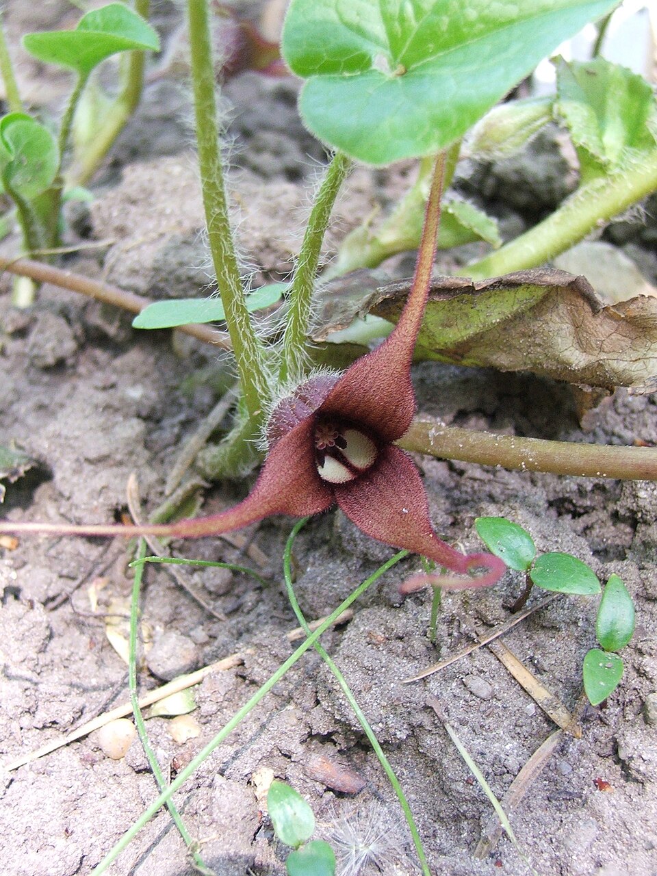 Asarum caudatum (Wild Ginger) (alternate view 7)