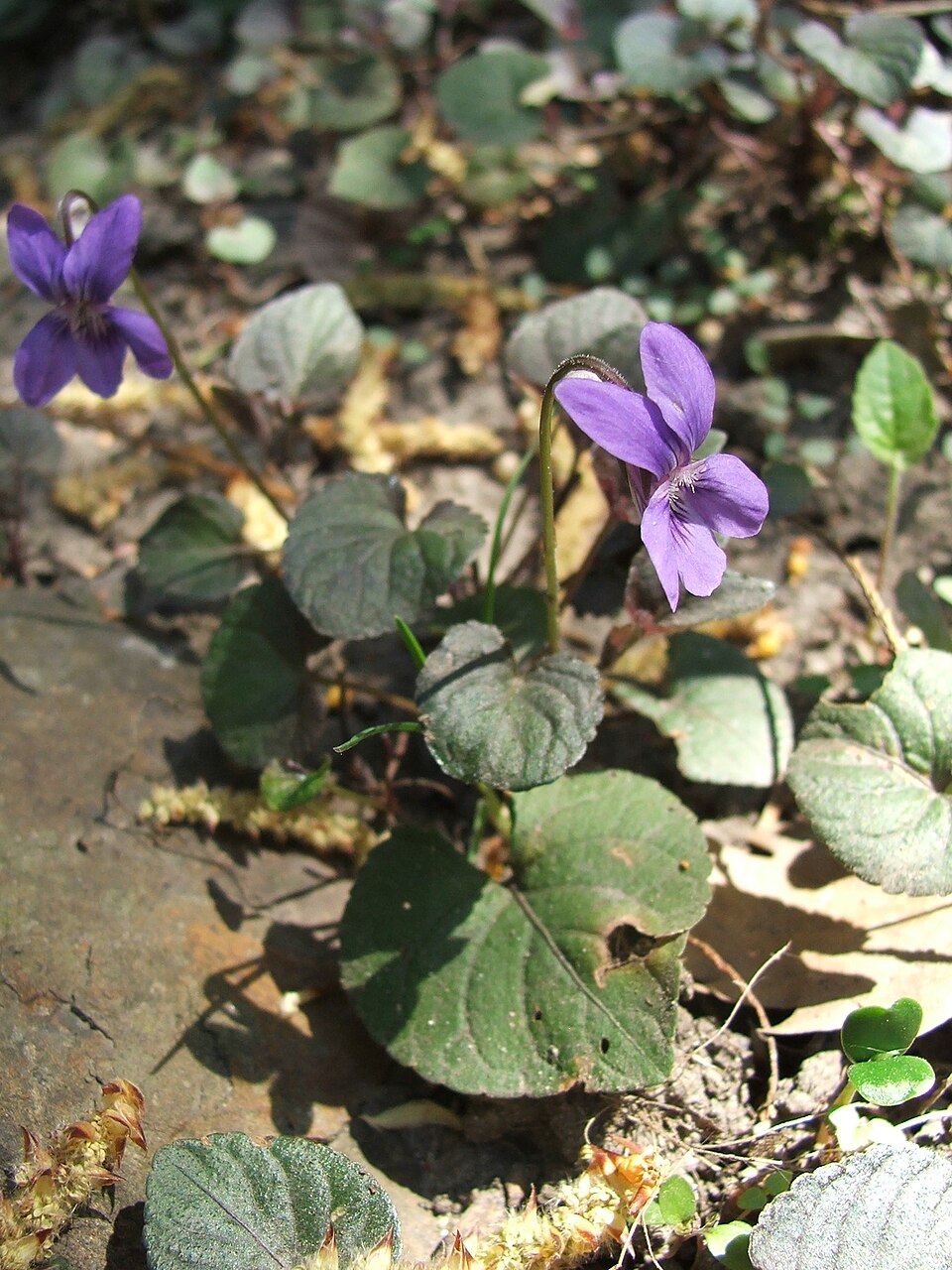 Viola labradorica (Labrador violet) (alternate view 2)