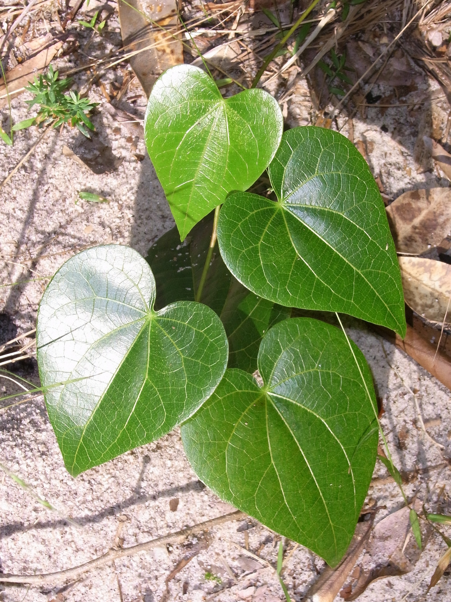 Sarcopetalum harveyanum (pearl vine) (alternate view 10)