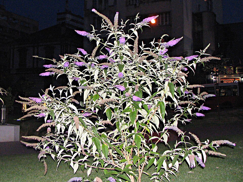 Buddleja davidii (butterfly bush) (alternate view 3)