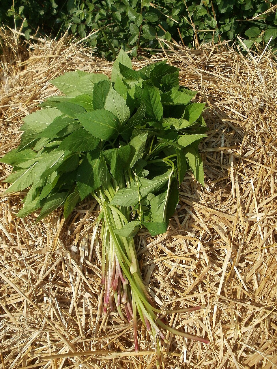 Aegopodium podagraria (Goutweed)