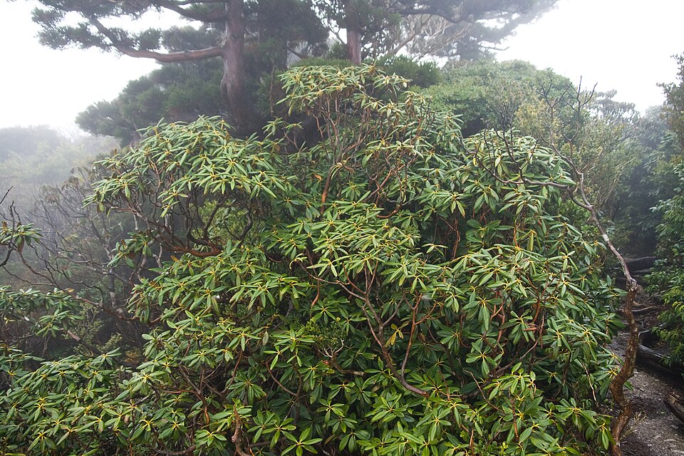 Rhododendron yakushimanum (yakushima rhododendron) (alternate view 7)