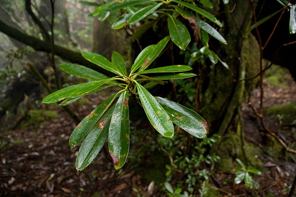 Rhododendron yakushimanum (yakushima rhododendron) (alternate view 8)