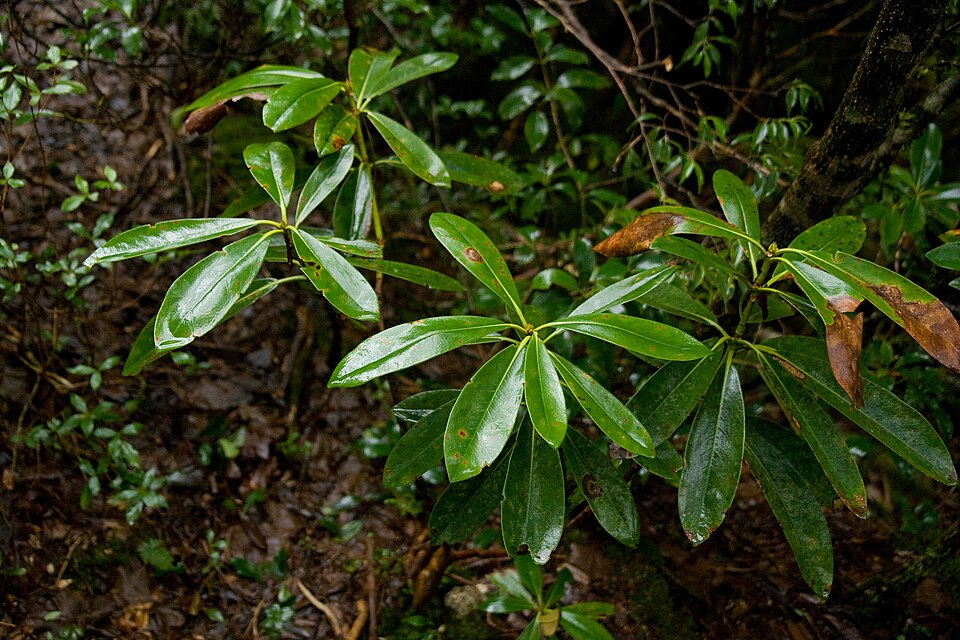 Rhododendron yakushimanum (yakushima rhododendron) (alternate view 9)