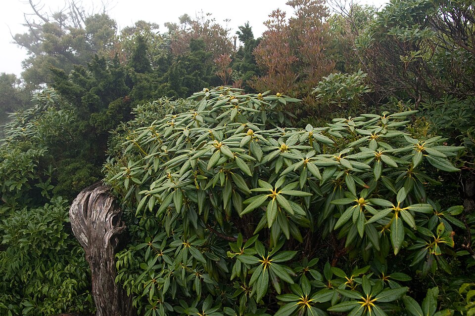 Rhododendron yakushimanum (yakushima rhododendron) (alternate view 10)