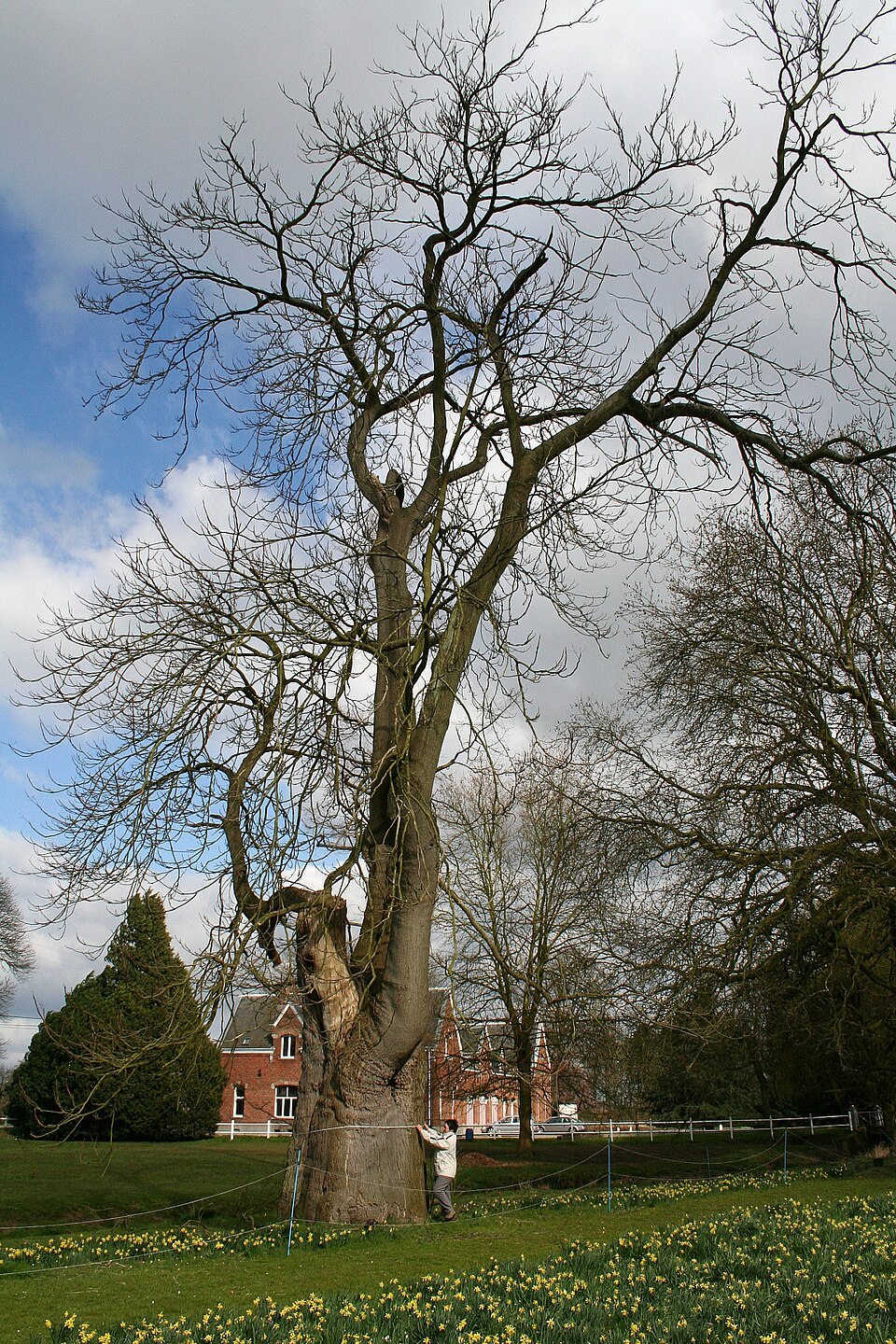 Ailanthus altissima (tree of heaven) (alternate view 2)