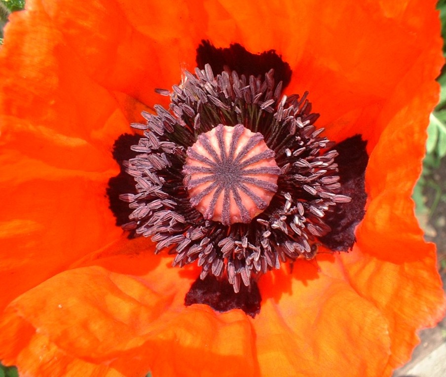 Papaver orientale (Oriental poppy) (alternate view 8)