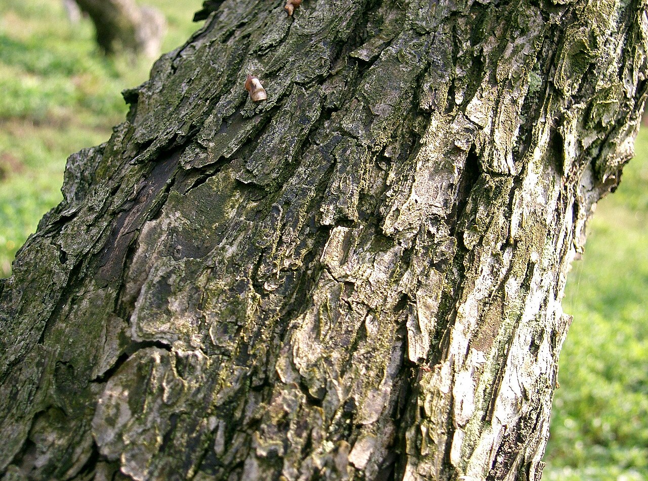 Pyrus pyrifolia, Asian pear — upright deciduous (Rosaceae) (image 2 of 9)