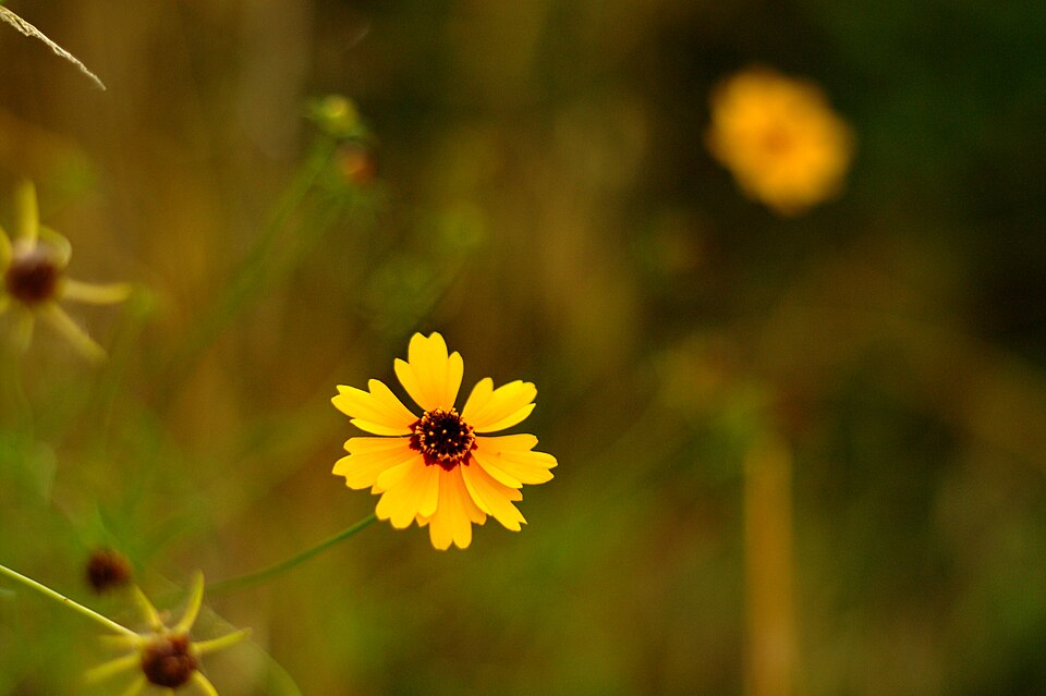 Thelesperma filifolium (stiff greenthread) (alternate view 7)