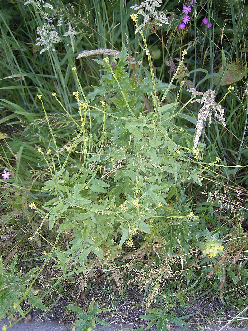 Sisymbrium officinale (Hedge mustard)