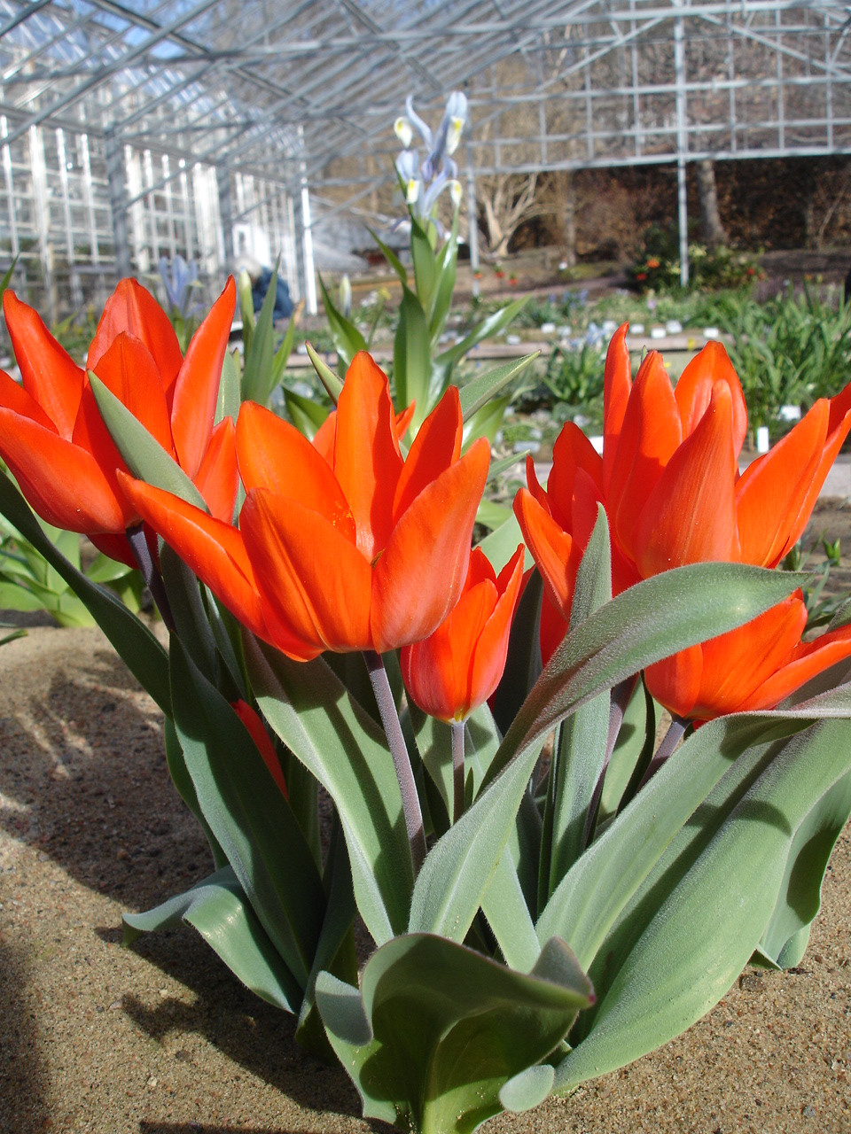 Tulipa praestans (excellent tulip) (alternate view 8)