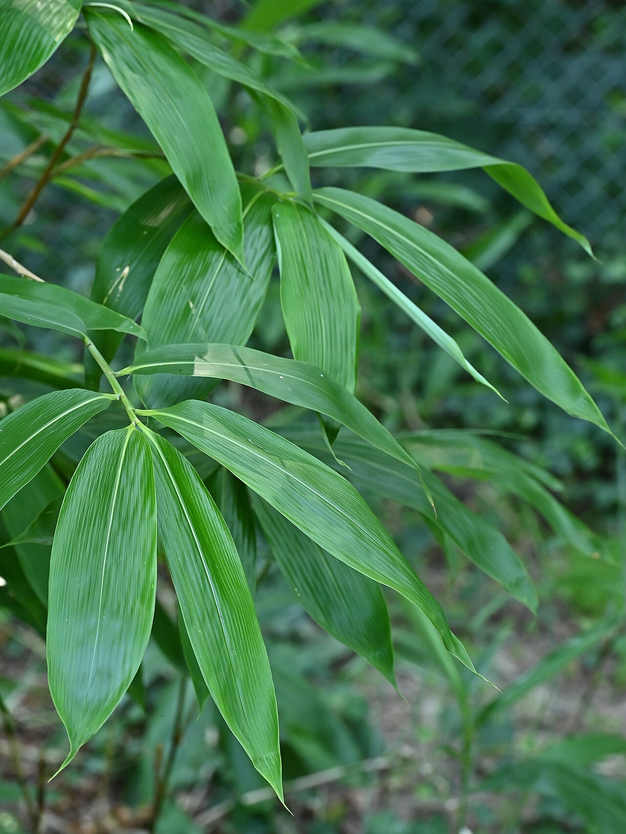 Sasa palmata, Broadleaf bamboo — spreading evergreen (Poaceae) (image 4 of 9)