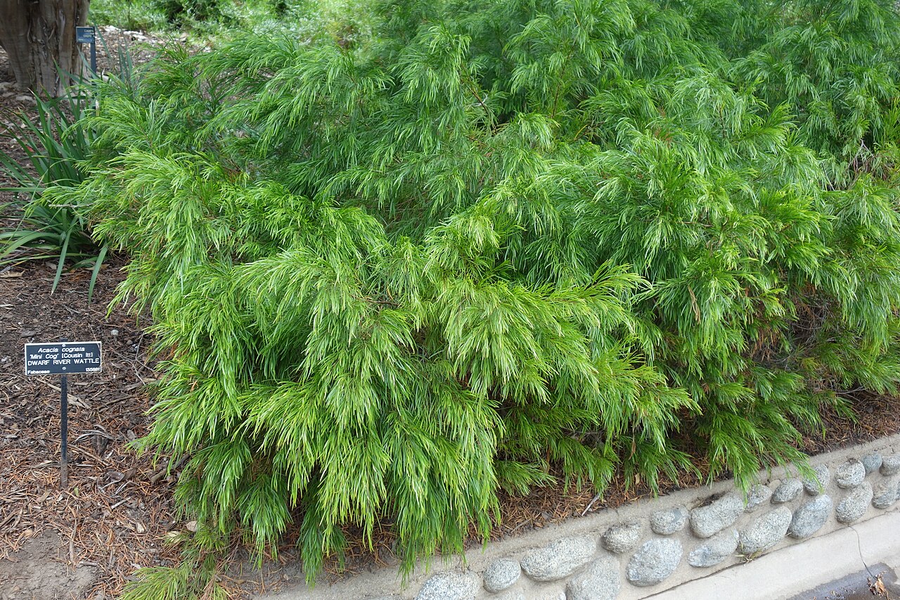 Acacia cognata, River wattle — spreading evergreen (Fabaceae) (image 8 of 8)