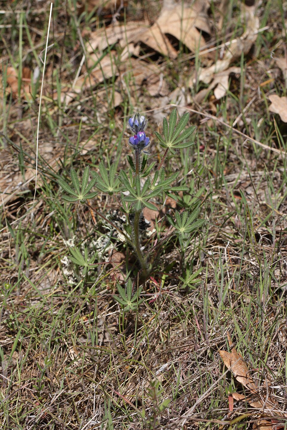 Lupinus bicolor (Miniature Lupine)