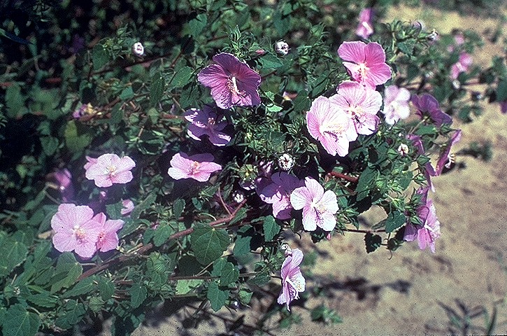 Pavonia lasiopetala (Rose pavonia) (alternate view 6)