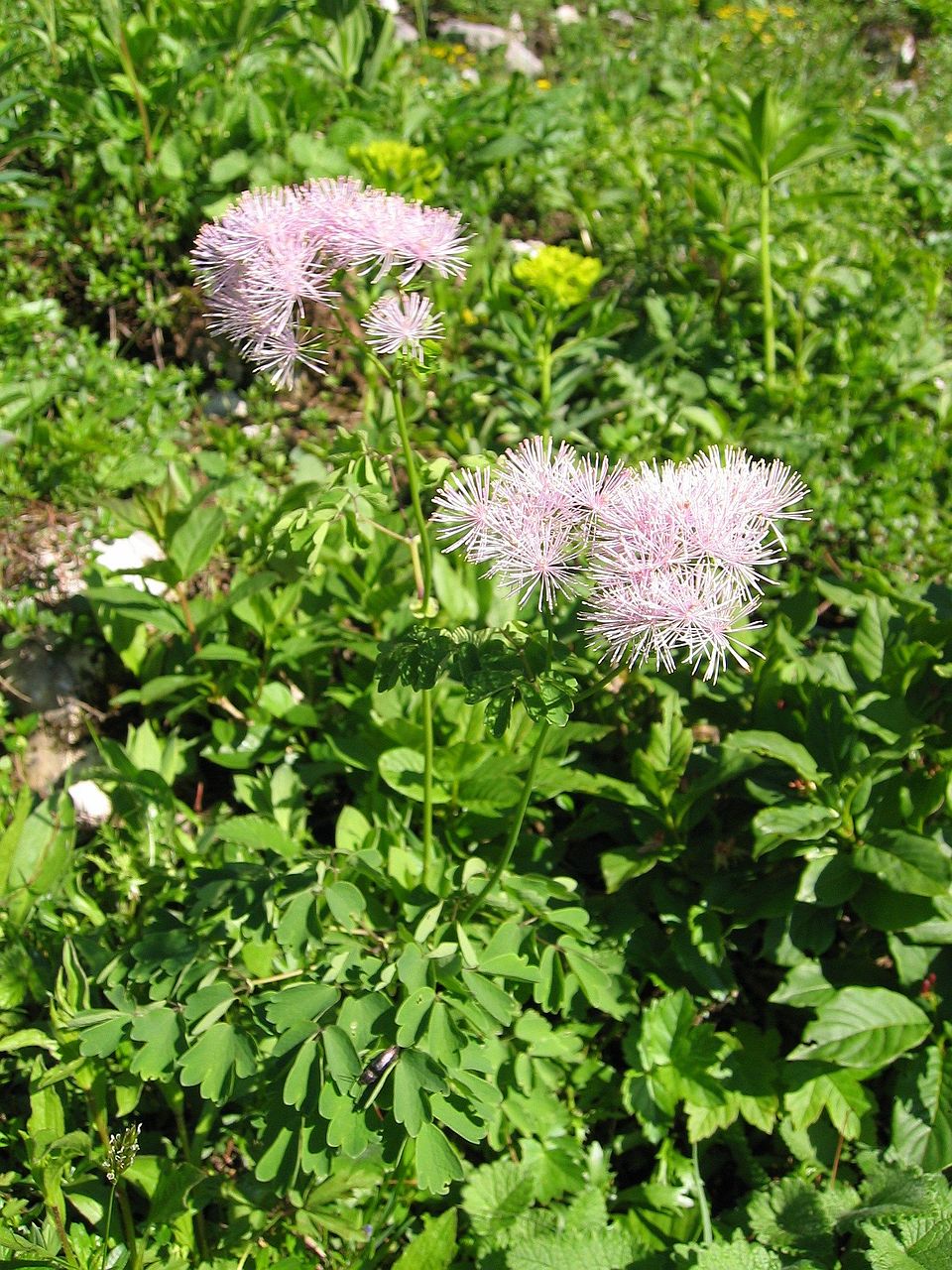 Thalictrum aquilegiifolium (Columbine Meadow Rue) (alternate view 7)