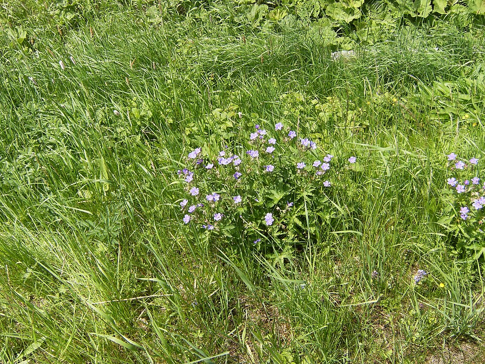 Geranium pratense (Meadow Crane's-bill)