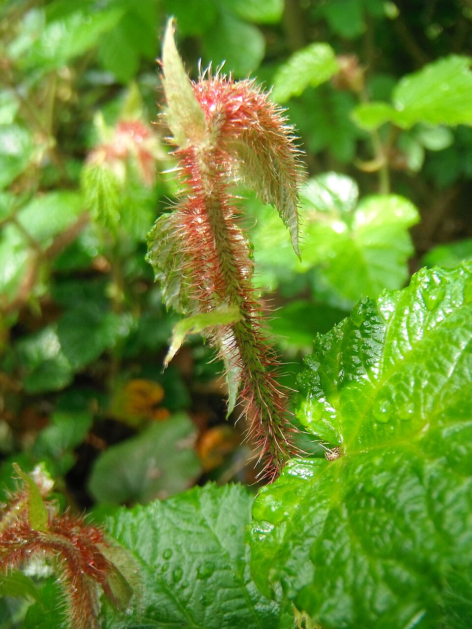 Rubus tricolor (Chinese Bramble)