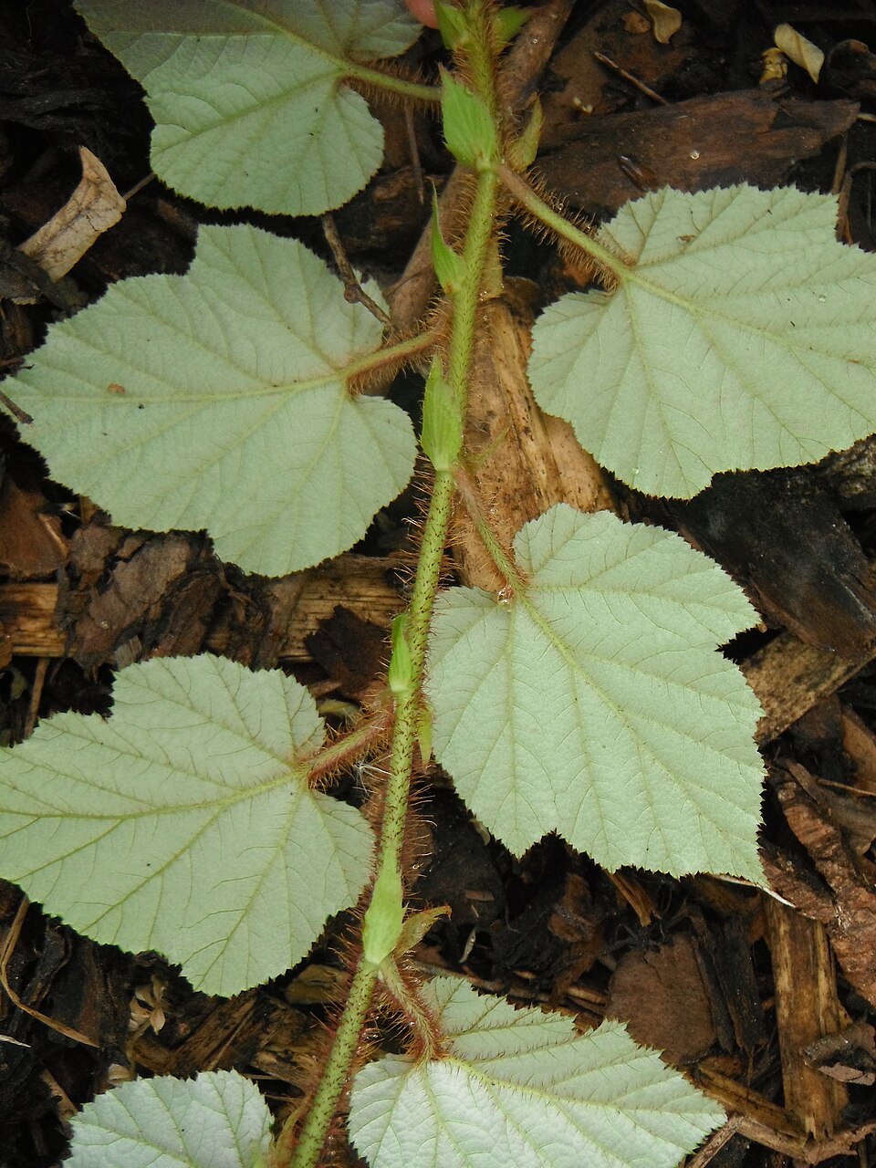 Rubus tricolor (Chinese Bramble)