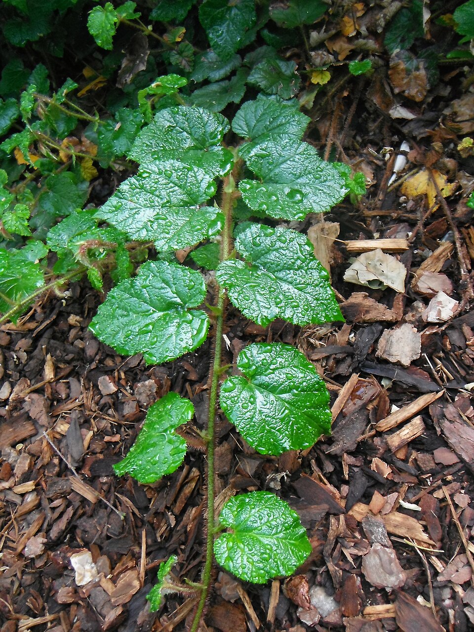 Rubus tricolor (Chinese Bramble)