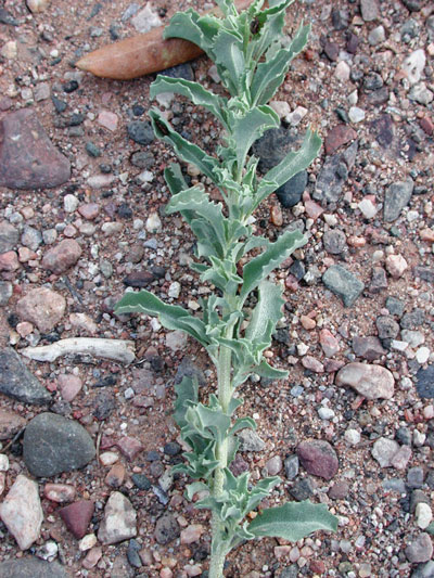 Atriplex semibaccata (berry saltbush) (alternate view 6)