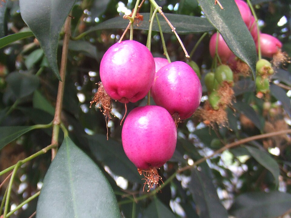 Syzygium oleosum (Blue Lilly Pilly) (alternate view 6)