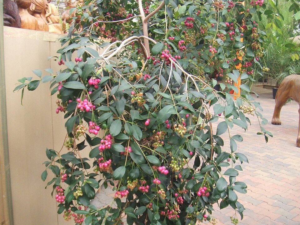 Syzygium oleosum (Blue Lilly Pilly) (alternate view 7)