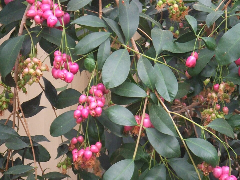 Syzygium oleosum (Blue Lilly Pilly) (alternate view 8)