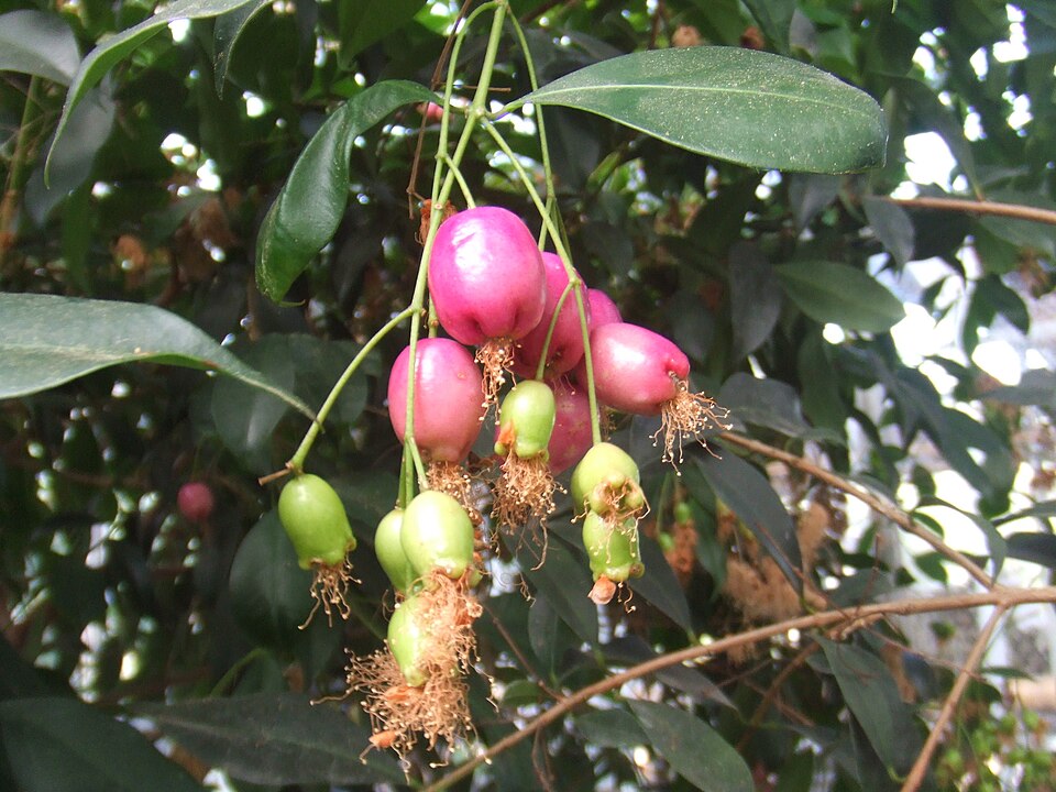 Syzygium oleosum (Blue Lilly Pilly) (alternate view 9)