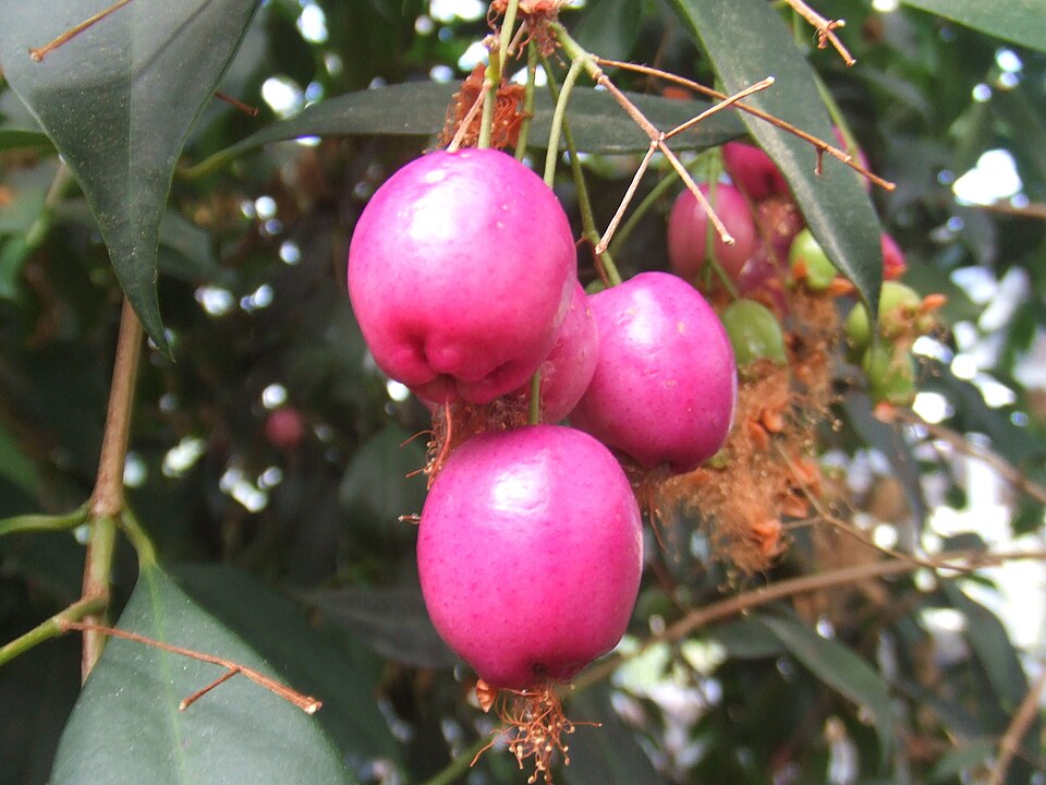 Syzygium oleosum (Blue Lilly Pilly) (alternate view 10)