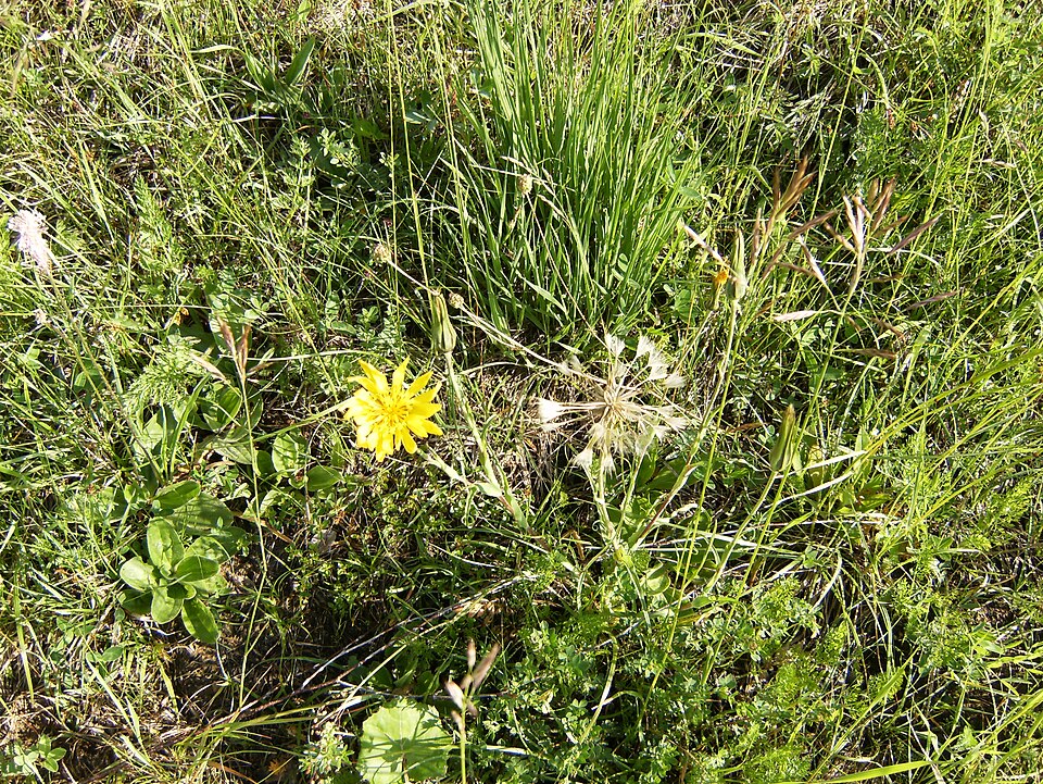 Tragopogon pratensis (meadow salsify)