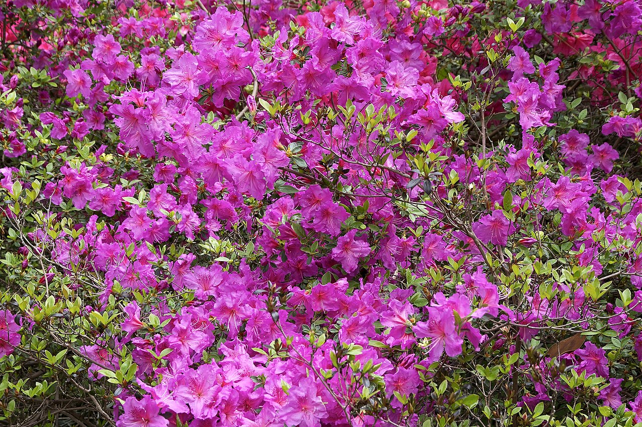Rhododendron kaempferi, Kaempfer azalea — upright semi-evergreen (Ericaceae) (image 6 of 10)