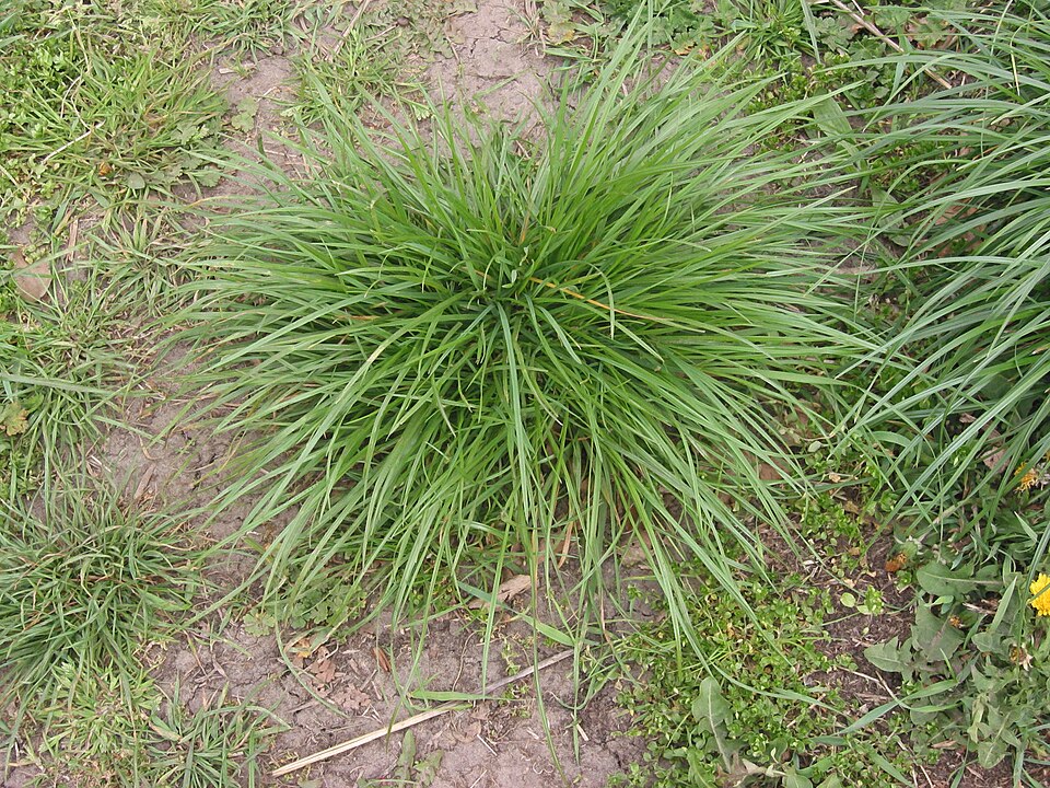 Lolium perenne (Perennial Ryegrass) (alternate view 9)