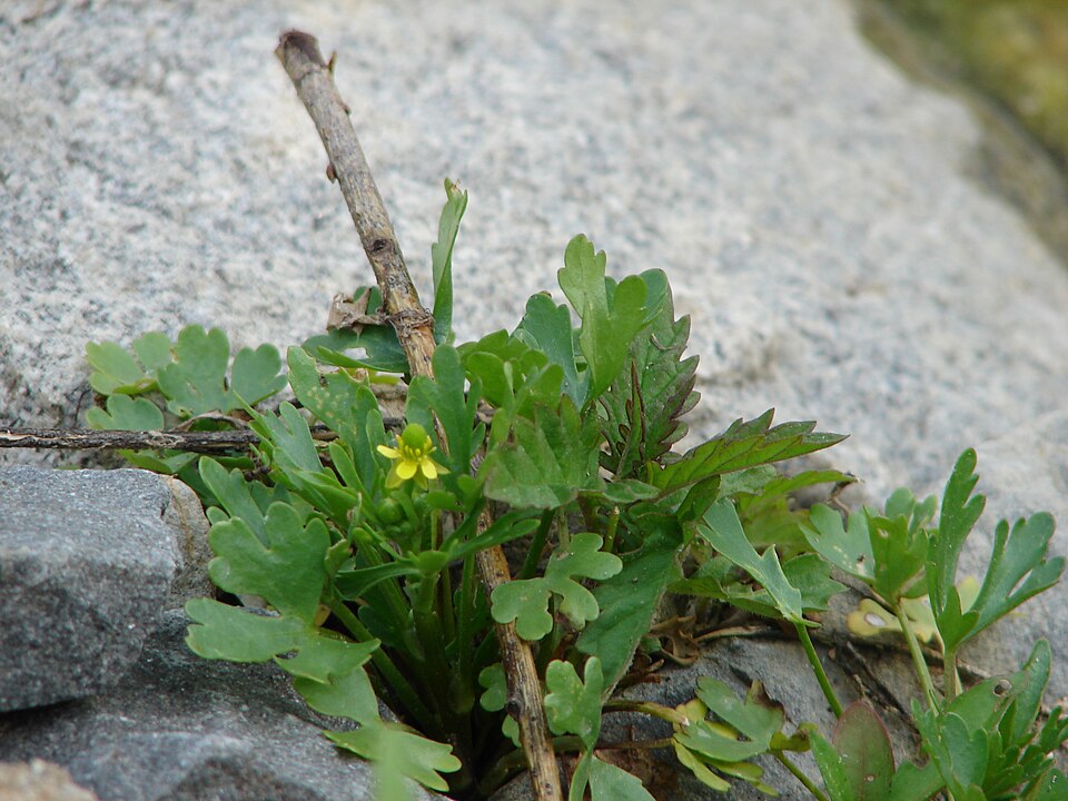 Ranunculus sceleratus (cursed crowfoot)