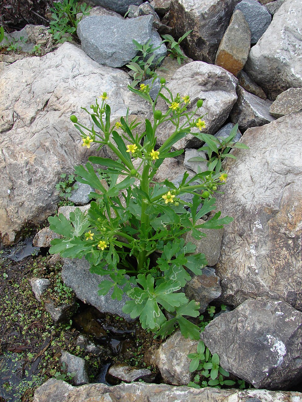 Ranunculus sceleratus (cursed crowfoot)