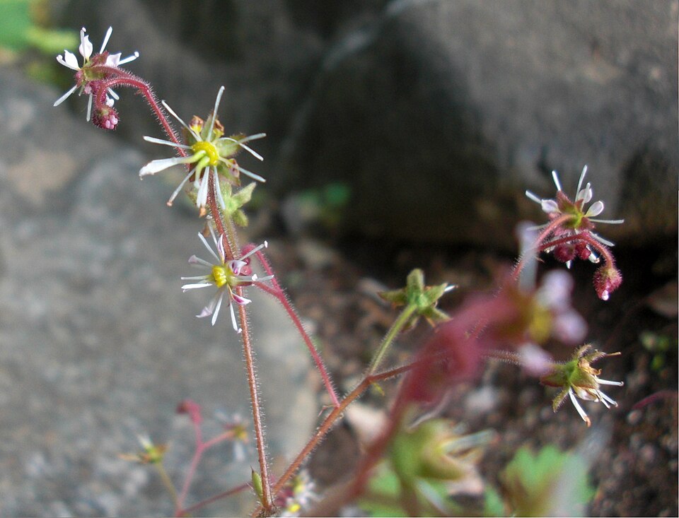 Saxifraga stolonifera (strawberry begonia) (alternate view 8)