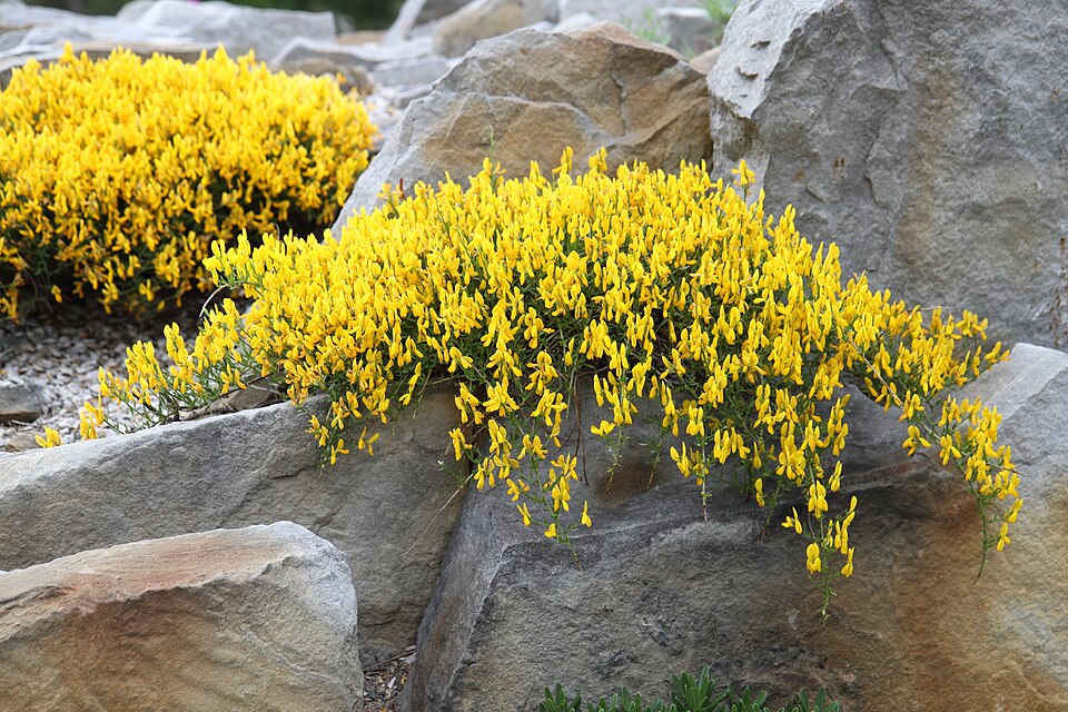 Genista lydia (Lydia broom) (alternate view 10)