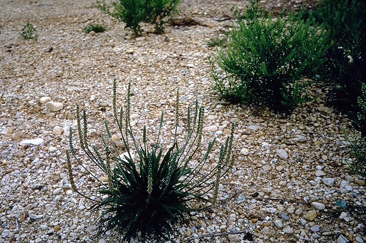 Plantago rhodosperma (redseed plantain) (alternate view 6)
