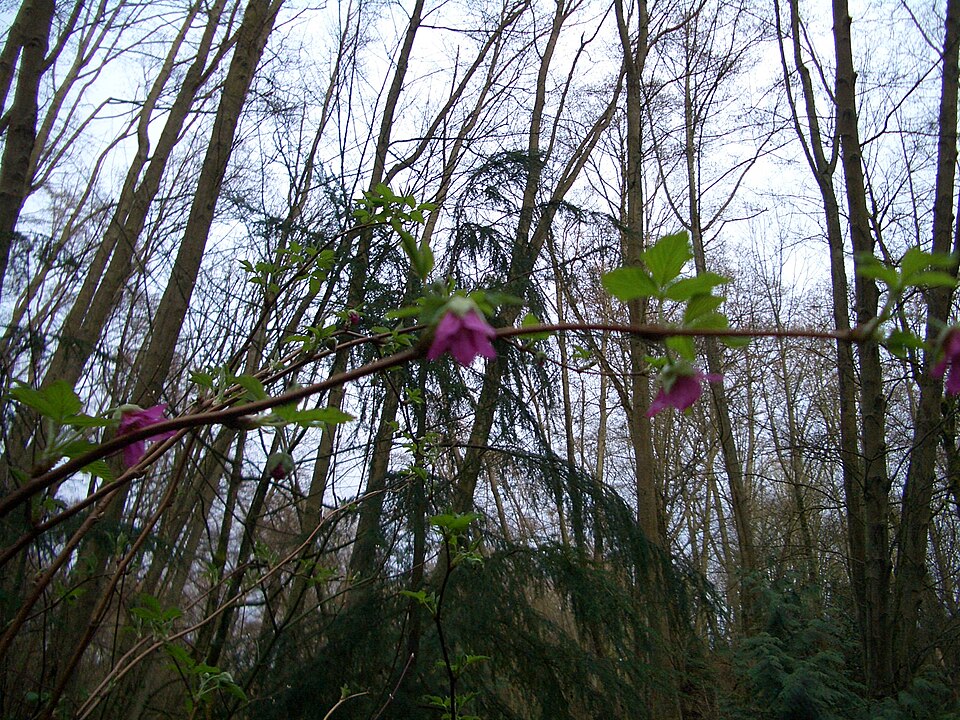 Rubus spectabilis (salmonberry) (alternate view 7)