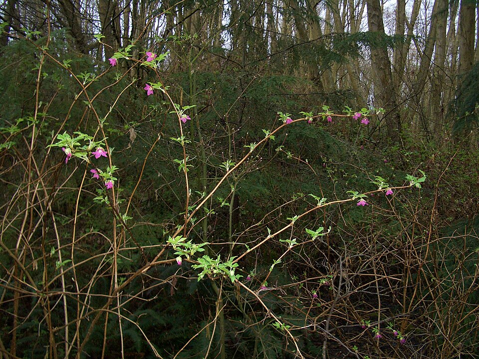 Rubus spectabilis (salmonberry) (alternate view 8)