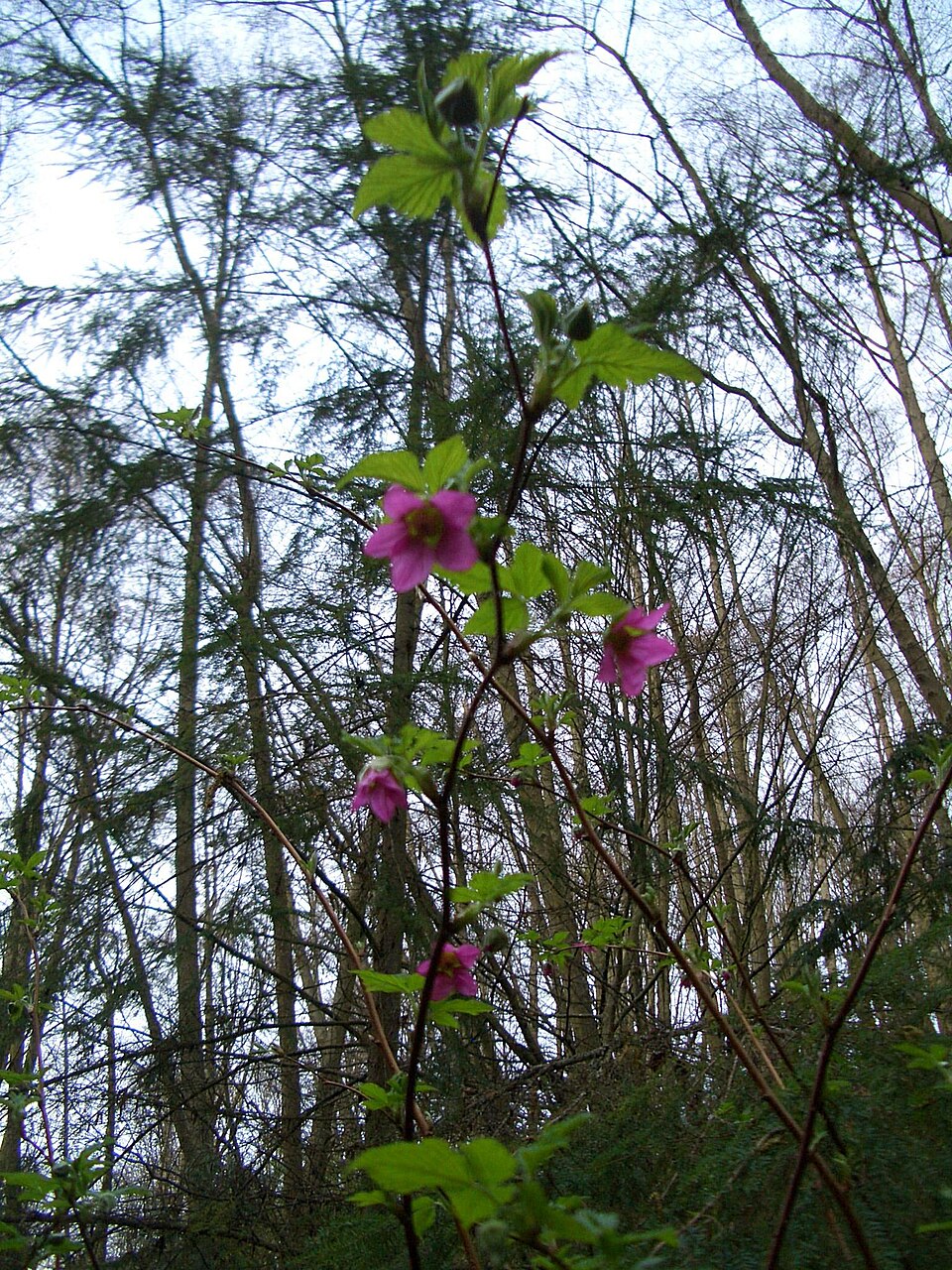 Rubus spectabilis (salmonberry) (alternate view 9)
