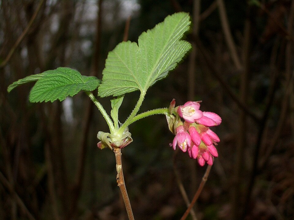 Ribes sanguineum (red flowering currant) (alternate view 6)