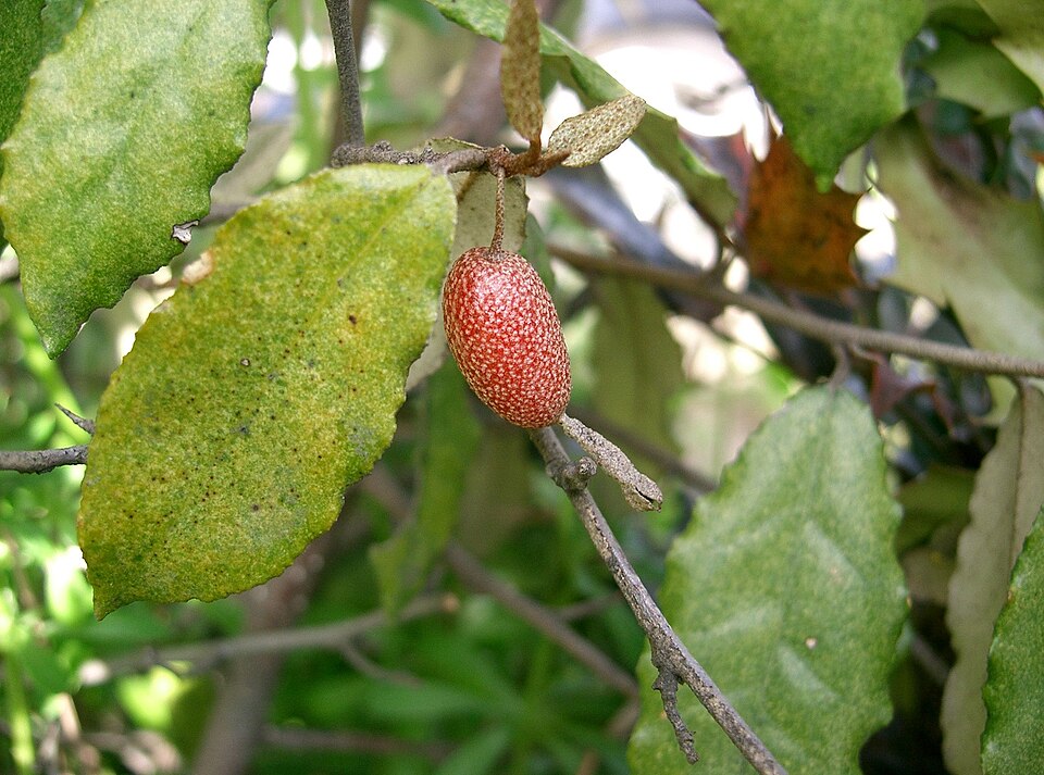 Elaeagnus pungens (silverberry) (alternate view 10)