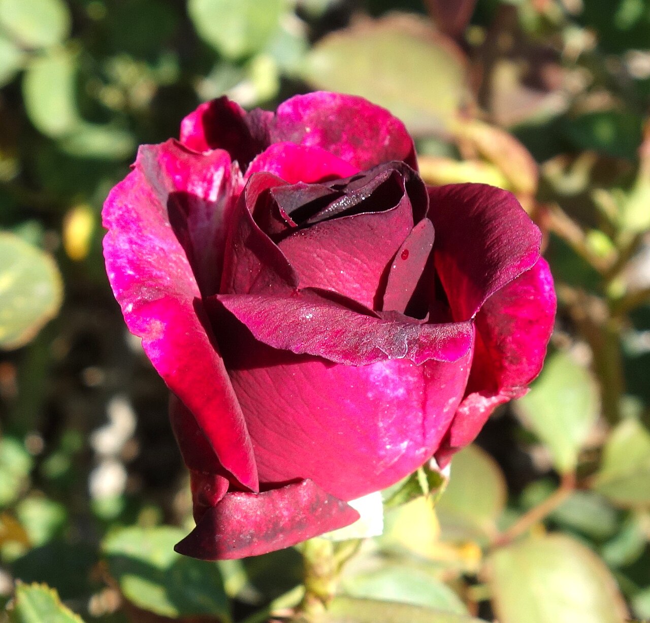 Rosa 'Munstead Wood', Rose 'Munstead Wood' — upright deciduous (Rosaceae) (image 10 of 10)