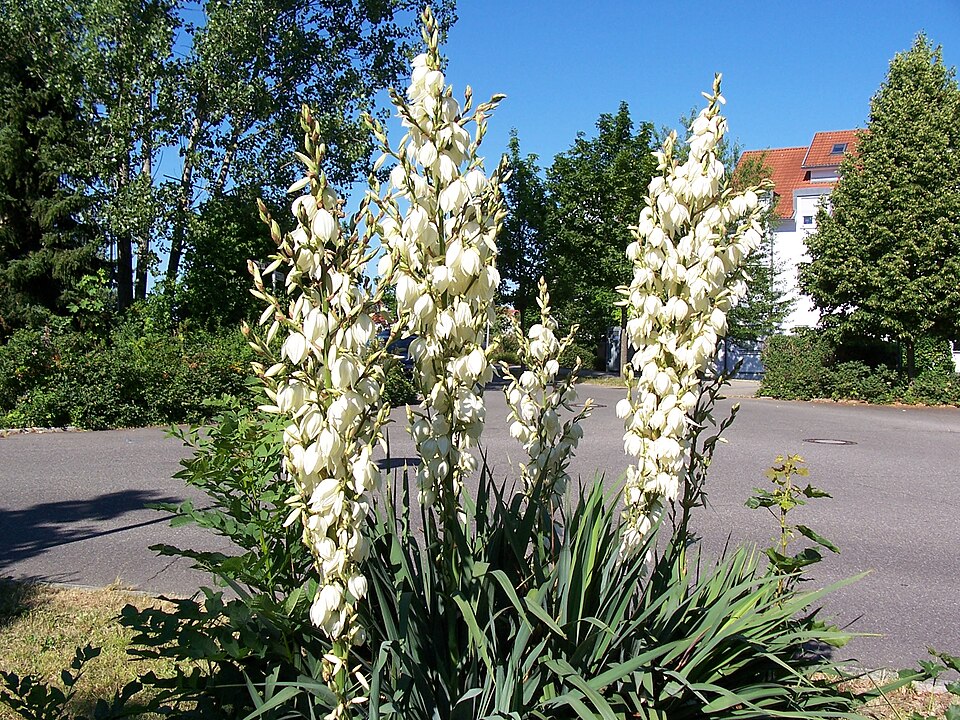 Yucca filamentosa (yucca) (alternate view 7)