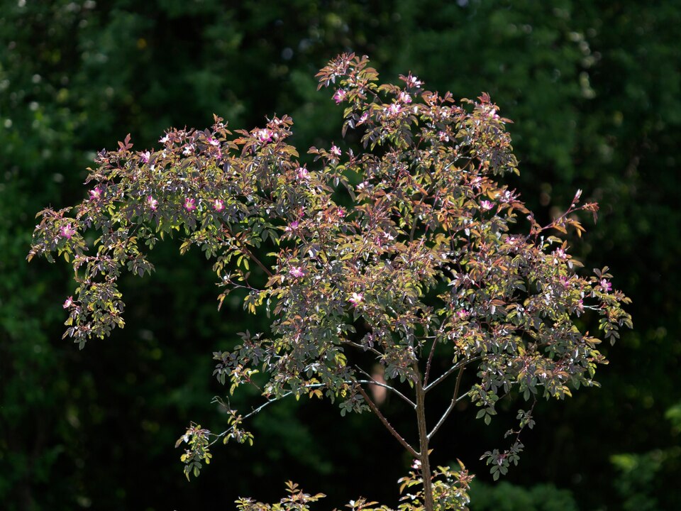 Rosa glauca (redleaf rose) (alternate view 7)