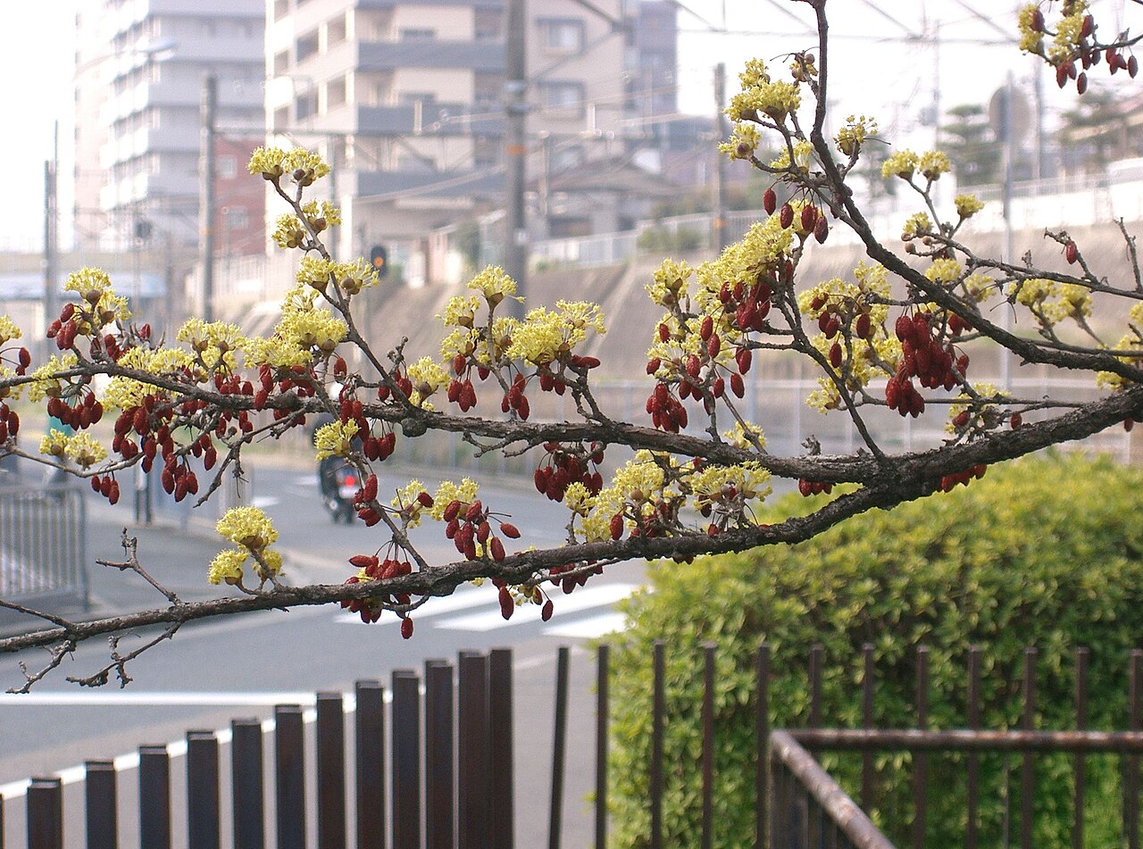 Cornus officinalis, Japanese cornelian cherry — spreading deciduous (Cornaceae) (image 3 of 10)