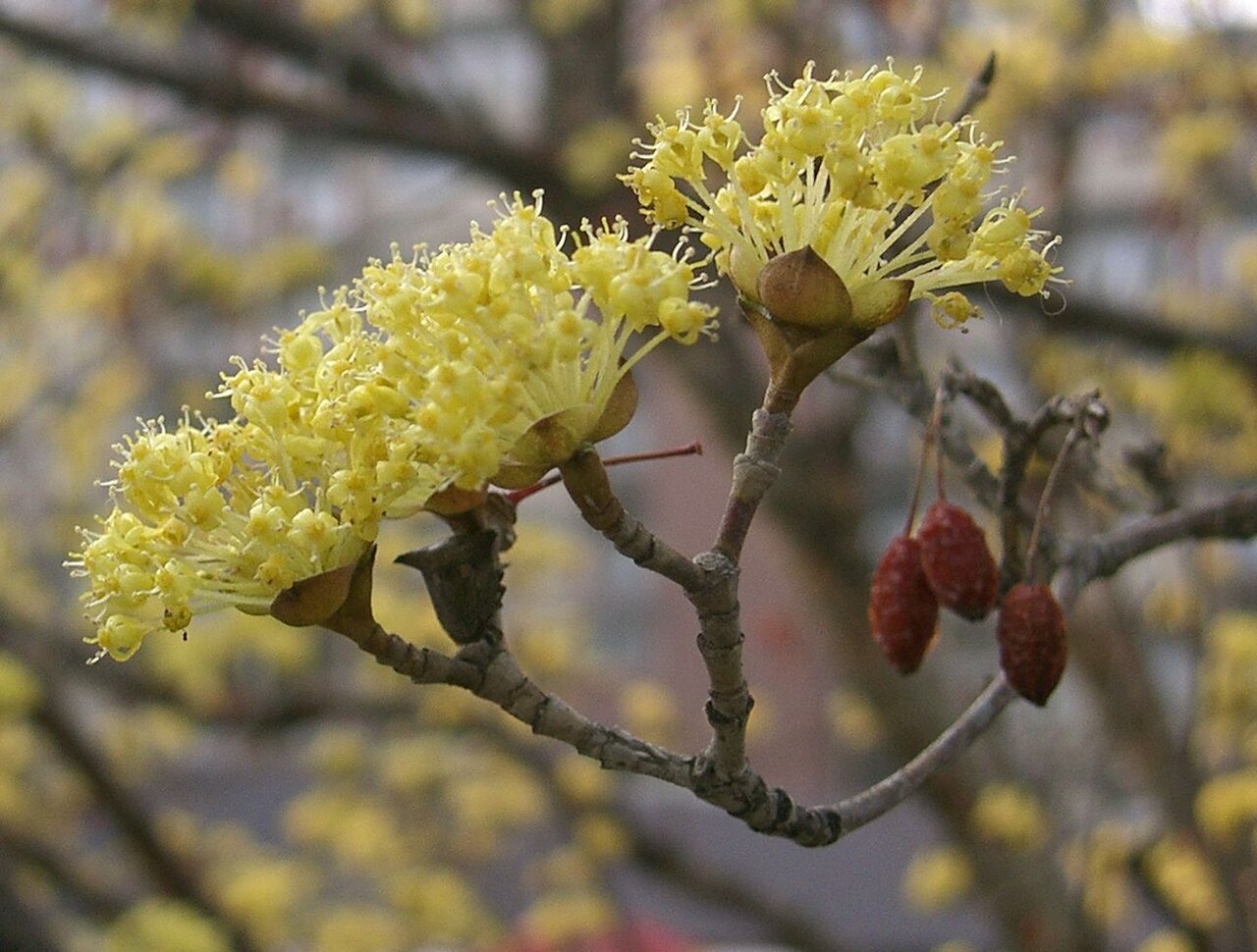 Cornus officinalis, Japanese cornelian cherry — spreading deciduous (Cornaceae) (image 4 of 10)
